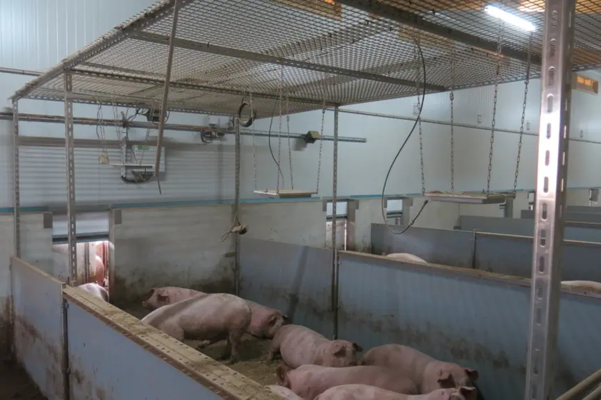 En disposant des antennes RFID UHF au-dessus de la case, il est possible de suivre le déplacement des animaux et de déterminer le taux d’occupation de