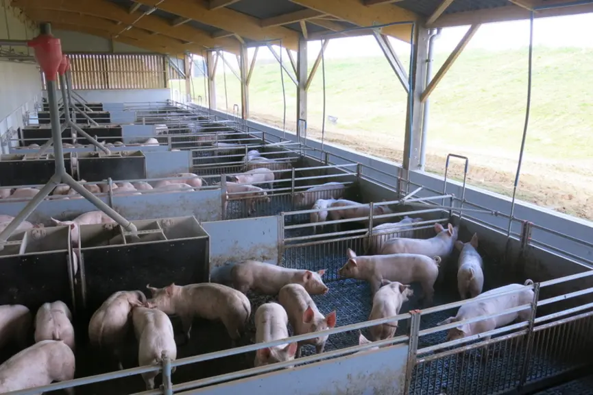 Les animaux disposent d’une courette intégralement couverte dans laquelle sont placés les nourrisseurs.