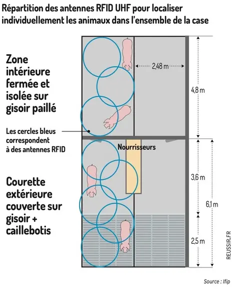 Comment la RFID UHF évalue le taux d’occupation des courettes extérieures en élevage de porcs ?