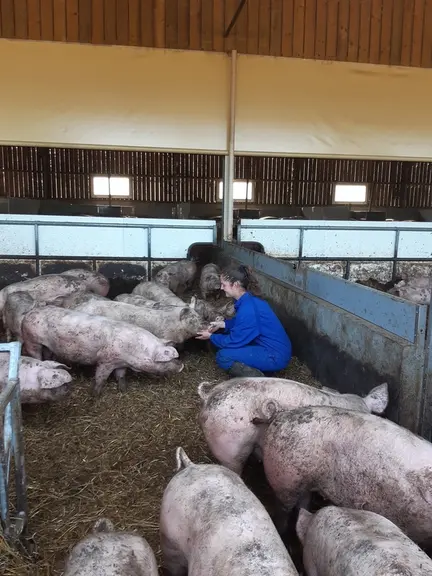 Cochettes en phase d’engraissement dans de très bonnes conditions d’élevage.