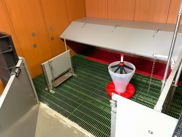 Les porcelets les plus petits au sevrage transiteront durant dix jours dans une salle nounou de 100 places avec machines à lait et plaques chauffantes.