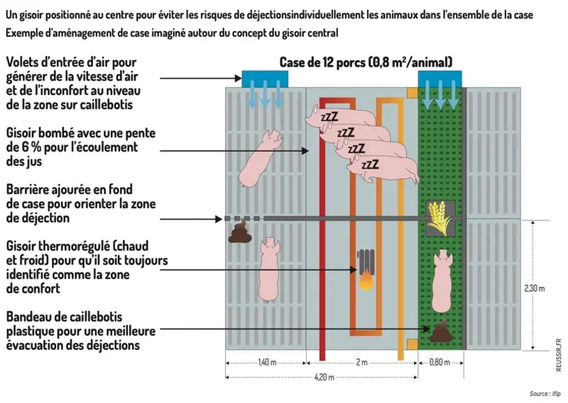Comment tenir un gisoir propre en engraissement de porc?