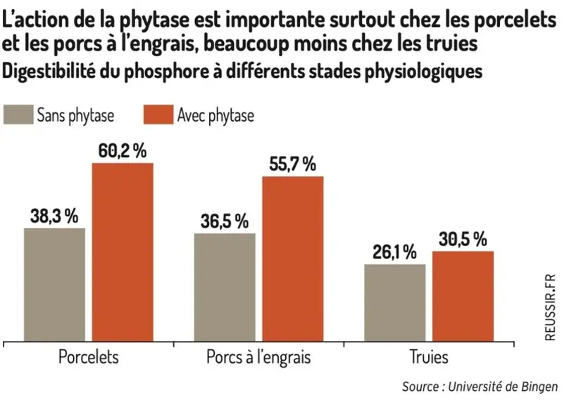 Les phytases améliorent la digestibilité des nutriments en porc