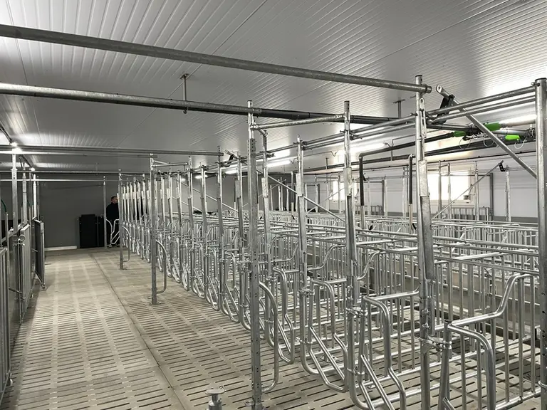 salle de verraterie gestante pour truies