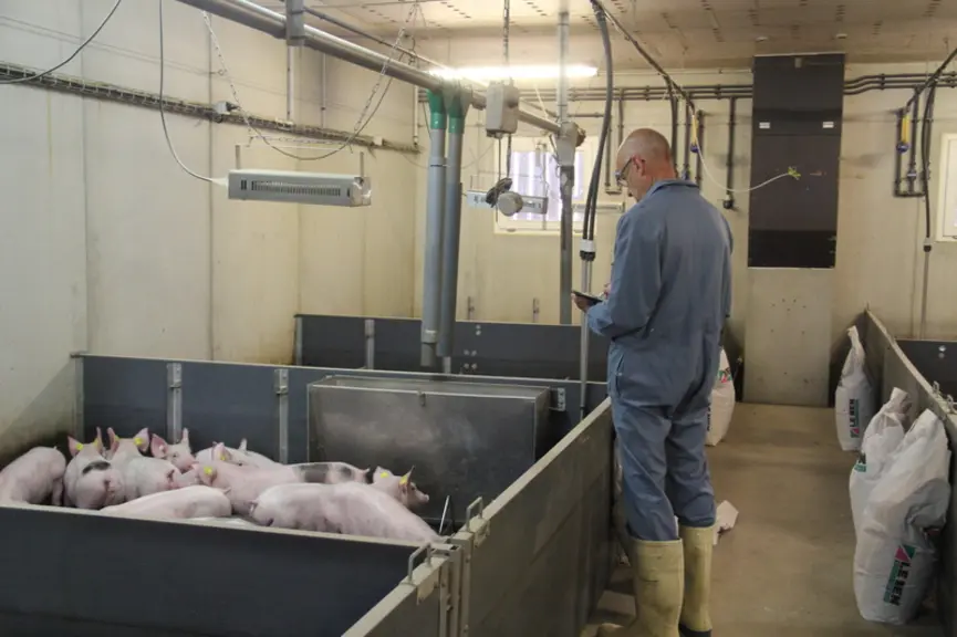 porcelets en post-sevrage station de recherche expérimentale  porcine Crécom chambres d'agriculture de Bretagne