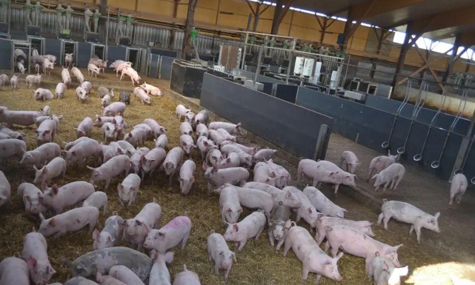 élevage de porcs bio
