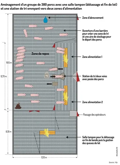 Comment rénover les engraissements des élevages de porcs avec des grandes cases?