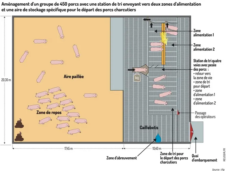 Comment rénover les engraissements des élevages de porcs avec des grandes cases?
