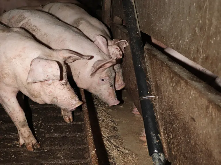 porcs alimentation