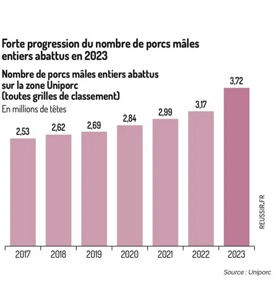Forte progression du nombre de porcs mâles entiers abattus en 2023Nombre de porcs mâles entiers abattus sur la zone Uniporc (toutes grilles de classem