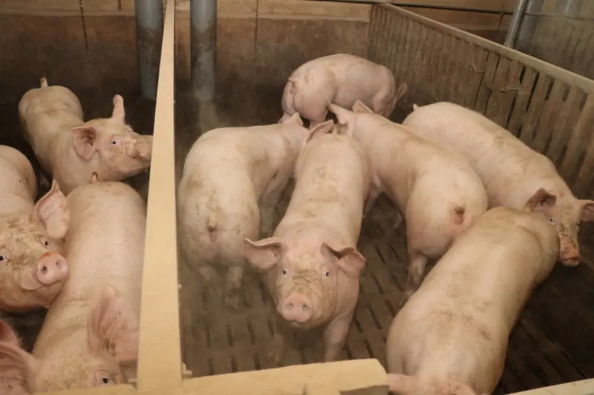 Moins de particules dans l’air avec des porcs calmes