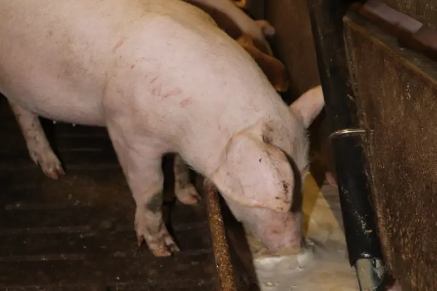 porcs à l'auge
