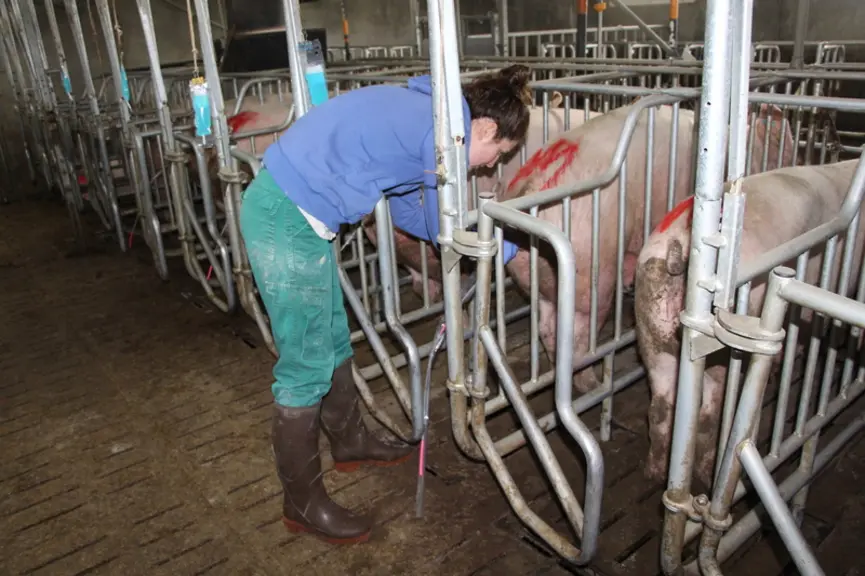 Les inséminations se font désormais sans nettoyage des vulves.