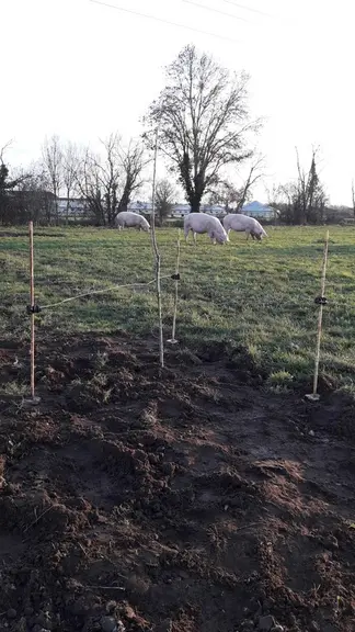 Les tripodes empêchent les truies d’endommager les jeunes arbres