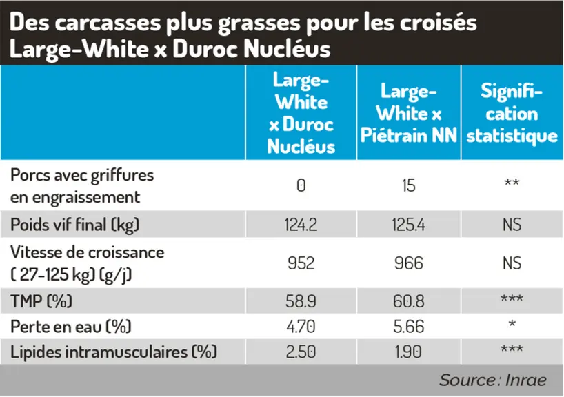 Des carcasses plus grasses pour les croisés LW x Duroc NucléusPerformances techniques, caractéristique des carcasses