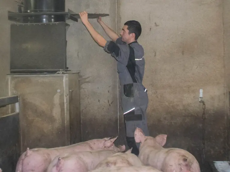 En été, nul besoin de guillotines. L’air doit circuler