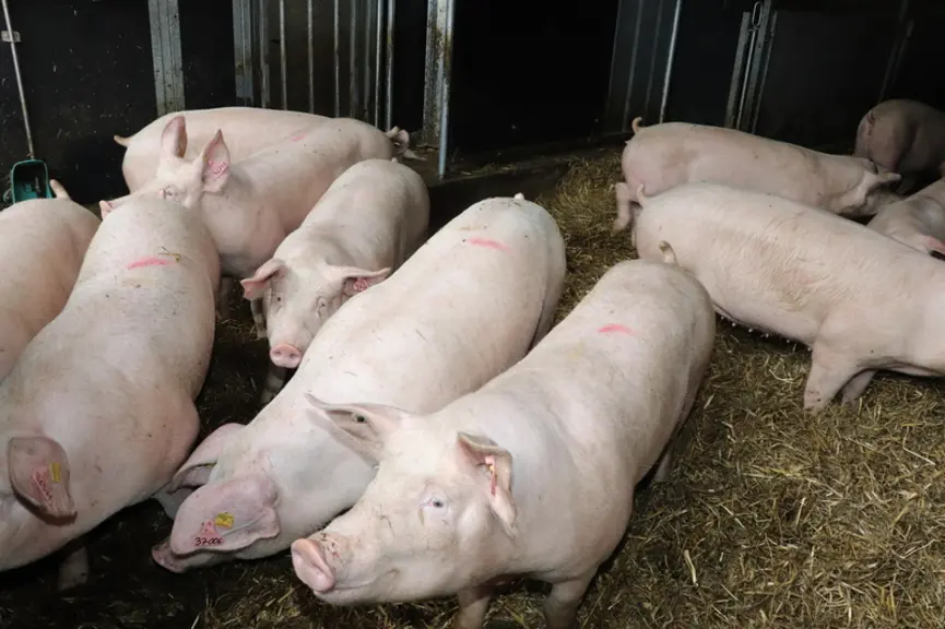 La qualité du cheptel reproducteur se travaille dès la quarantaine, avec des cases confortables sur paille et une alimentation