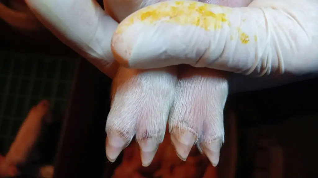 <em class="placeholder">Lésions Sins sur les pieds de porcelet à la naissance</em>
