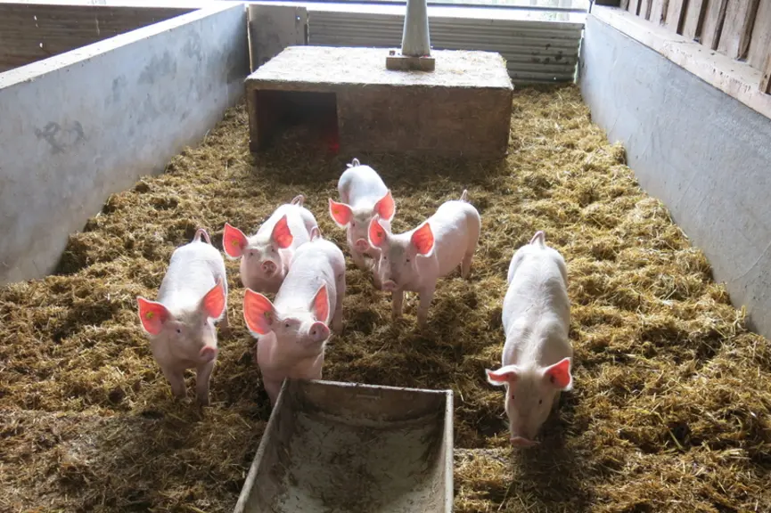 <em class="placeholder">La paille est généralement présente dans ces bâtiments dans l’optique de permettre une meilleure expression de comportement naturel des animaux</em>