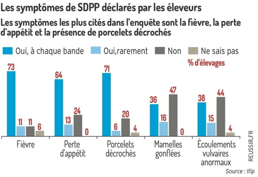 <em class="placeholder">Les symptômes les plus cités dans l’enquête sont la fièvre, la perte d’appétit et la présence de porcelets décrochés.Les symptômes de SDPP déclarés par les ...</em>