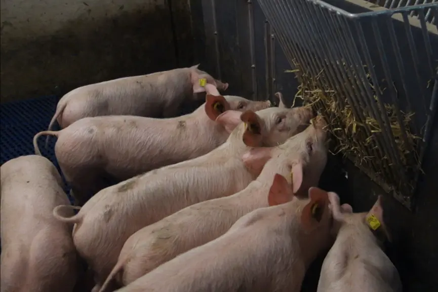 L’enrichissement dans la case (ici de la paille en râtelier) détourne l’attention des porcs et réduit l’importance des morsure