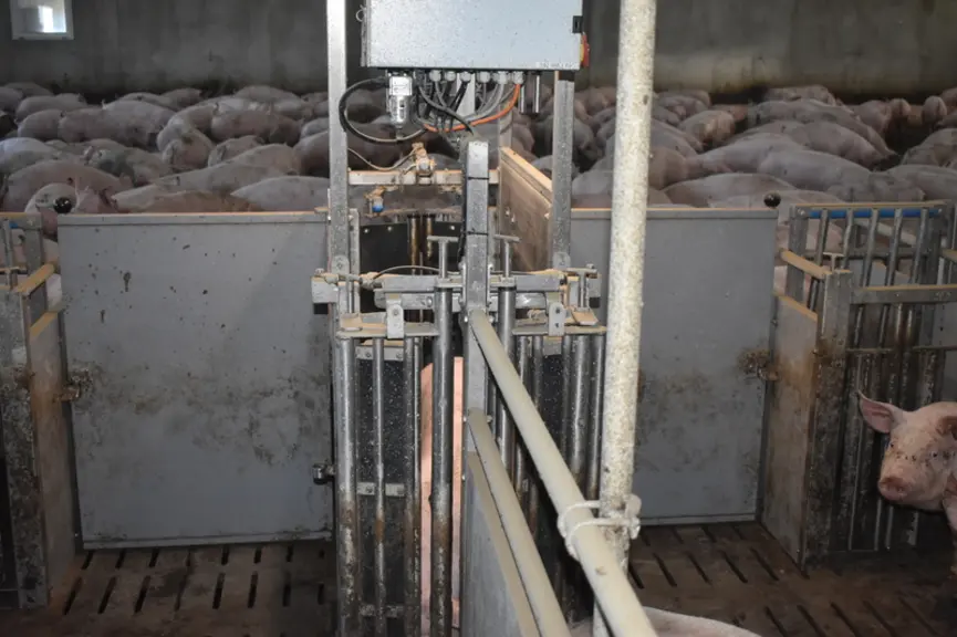 Une station de tri équipée d’une caméra évalue le poids de chaque animal et l’oriente vers l’une des deux aires d’alimentation