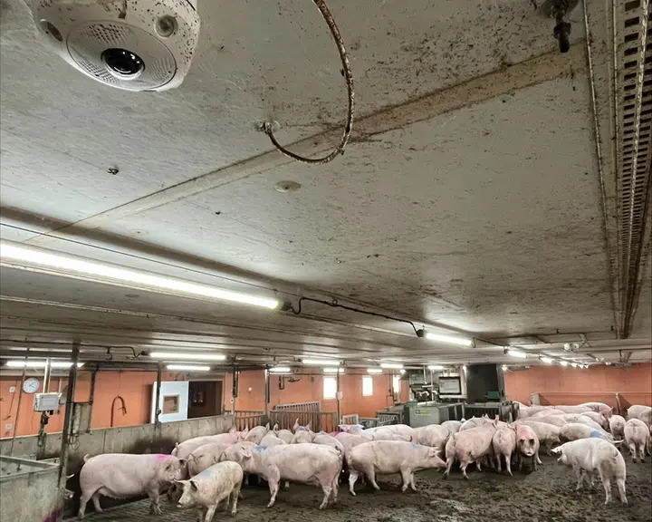 Les caméras installées en élevages pourraient permettre de calculer le niveau d'activité quotidien de chaque animal afin