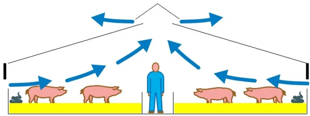En été, il faut privilégier un balayage latéral de l’air au niveau des animaux dans le bâtiment afin de les aider à se refroid
