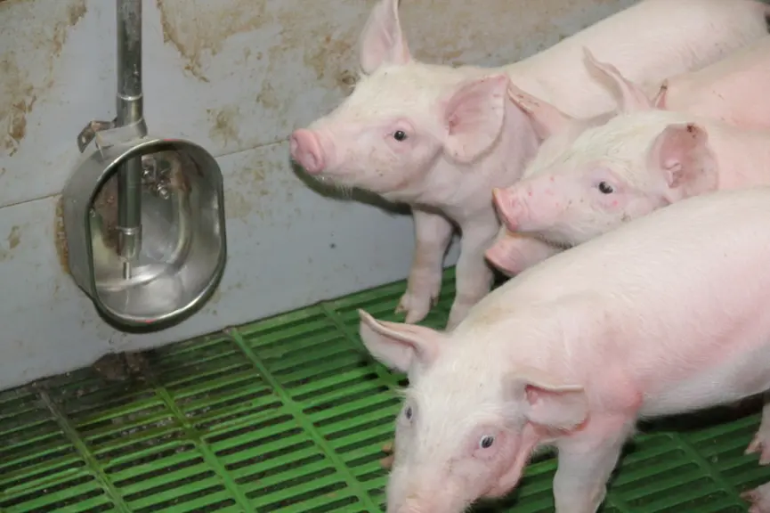 Contrôler les installations pour maîtriser la consommation d’eau en élevage de porcs