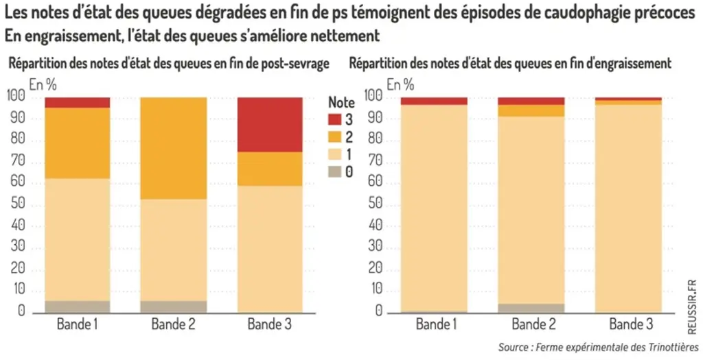 Graphique = Les notes d’état des queues dégradées en fin de ps témoignent des épisodes de caudophagie précocesEn engraissement