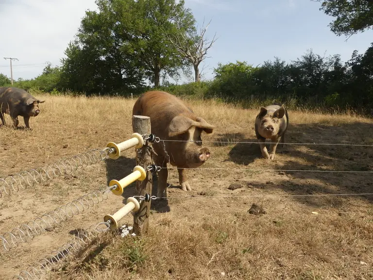 Les quatre scénarios illustrent l’incertitude qui entoure l’avenir de l’agriculture biologique, entre marginalisation et poten