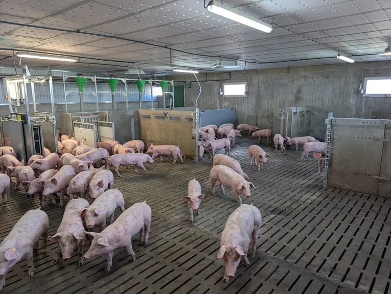 <em class="placeholder">Les porcs charcutiers sont logés dans une case unique de 370 places aménagée pour différencier les zones de vie (activité, ali