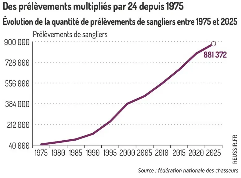 <em class="placeholder">Graphique - Des prélèvements multipliés par 24 depuis 1975Évolution de la quantité de prélèvements de sangliers entre 1975 et 2025</em>