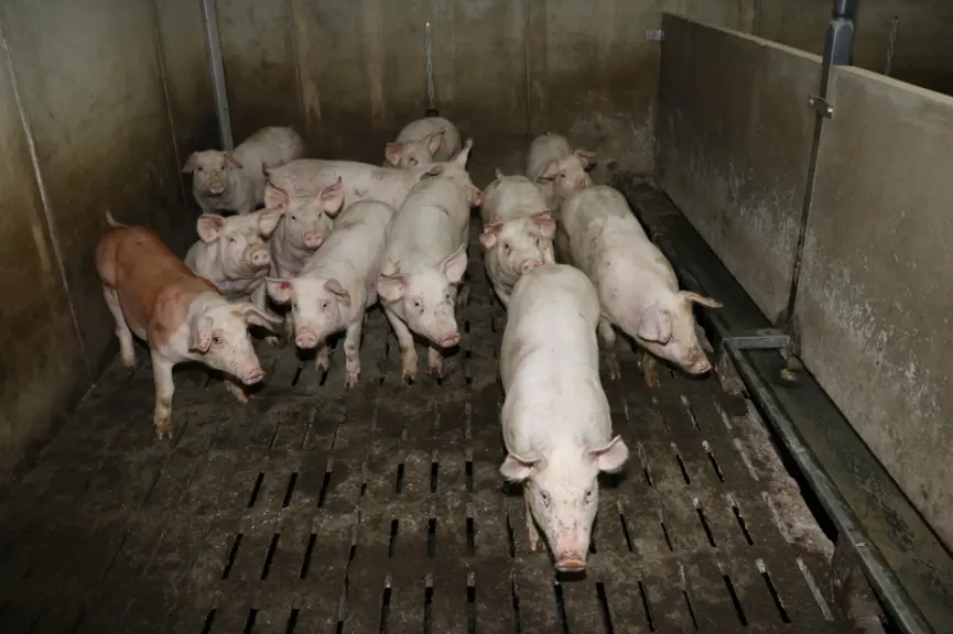 <em class="placeholder">porc en engraissement en phase croissance </em>
