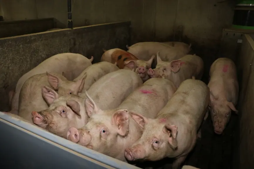 porcs en engraissement