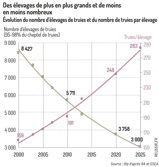 Augmentation tendancielle de la productivité avec la taille Nombre de porcs produits par truie et par an en fonction de  la ta