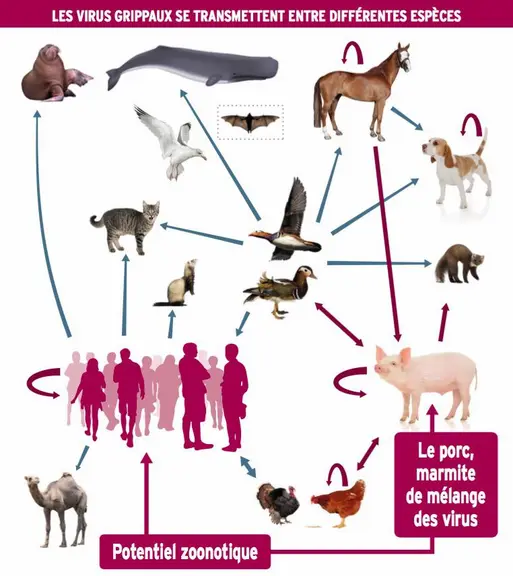 Source: Anses