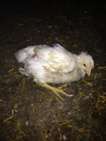 Les lésions produites par l’évolution de la bactérie Enterococcus cecorum conduisent à  une difficulté locomotrice majeure. Les poulets restent au sol
