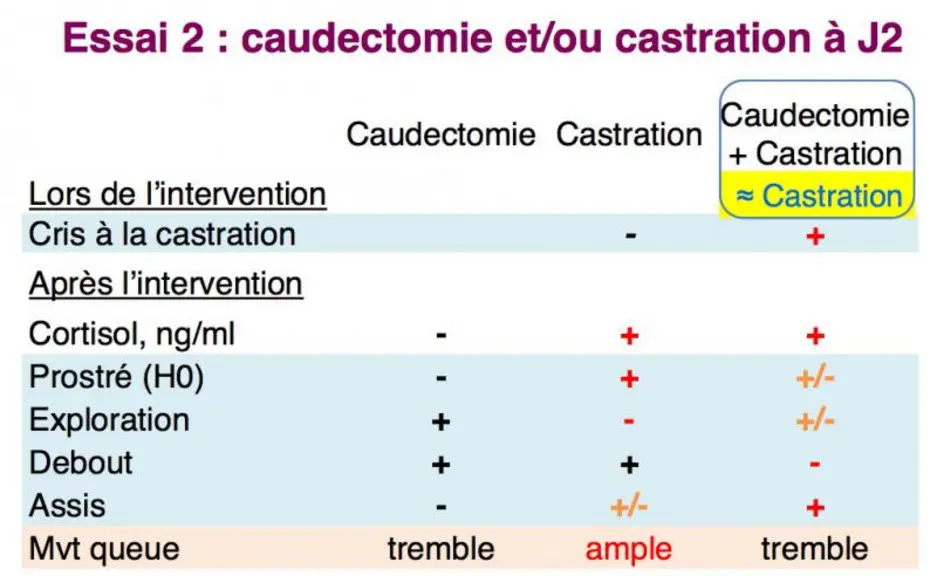 Indicateurs de stress et douleur à la caudectomie et à la castration, seules ou sassociées, sous meloxicam, à 2 jours d'âge.