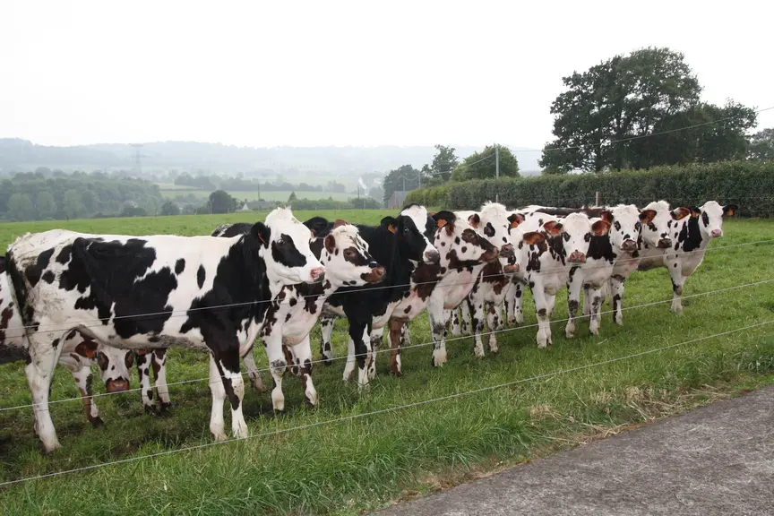 Vaches laitières en Bretagne