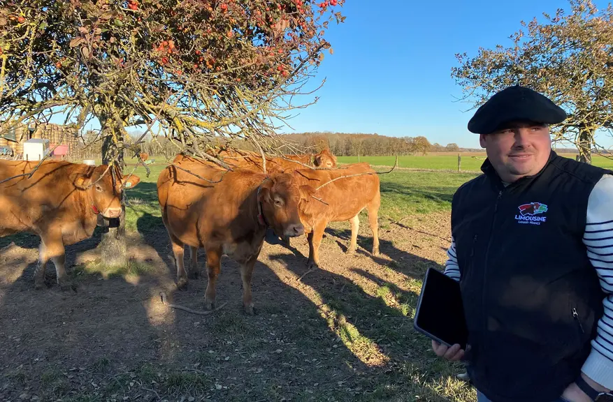 vaches limousines avec colliers Nofence sous les pommiers.