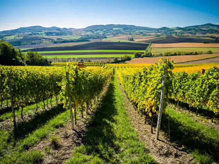 Vignoble volcanique en Auvergne