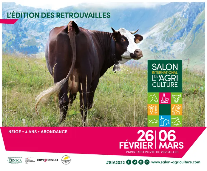 La vache abondance Neige