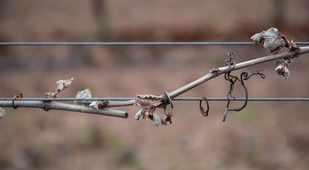vigne ayant subi le gel
