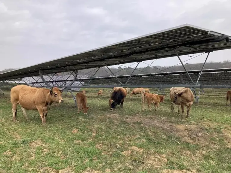 Dix vaches de race aubrac sous une centrale agrivoltaïque dans le Lot-et-Garonne.