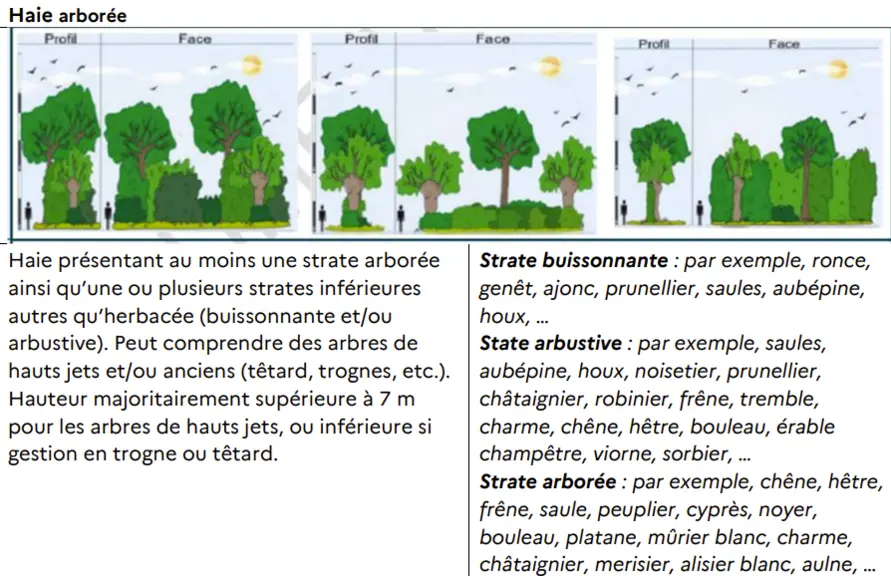 haie arborée