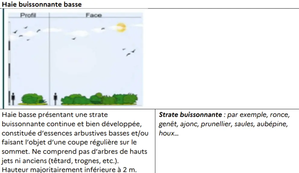 haie buissonnante basse
