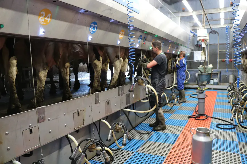 Deux agriculteurs à la traite des vaches