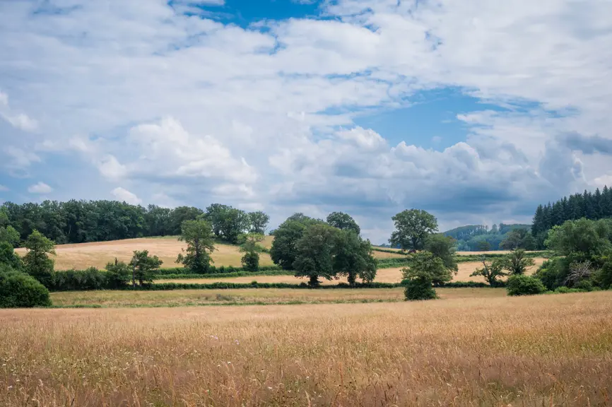Prairie permanente dans la Creuse, début juillet 2024