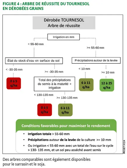Figure 4 : arbre de réussite du tournesol en dérobées grains.